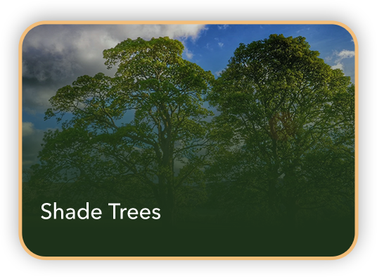 Product-Card-Shades-Tress