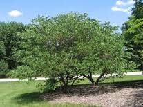 Cercis canadensis Cal 10