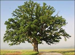 Quercus macrocarpa Cal 2.0