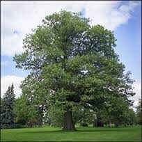 Quercus rubra Cal 2.5