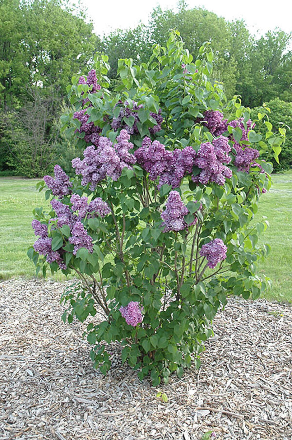 Syringa vulgaris 'Sensation' Cal 36