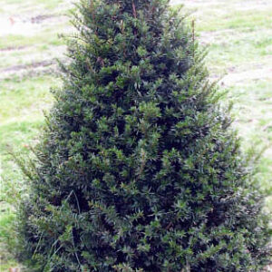 Taxus cuspitada 'Capitata' Cal 3.0