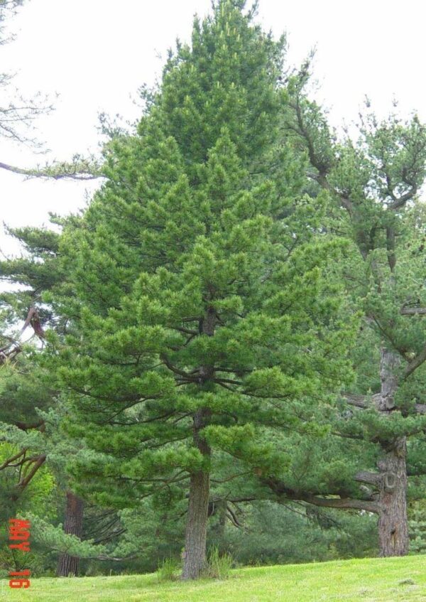 Pinus cembra Cal 18