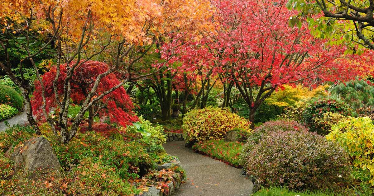 Trees and shrubs for fall planting