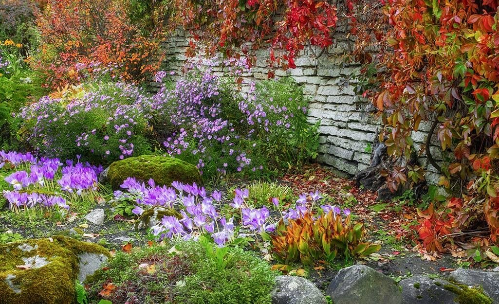 Perennial flowers like asters and mums