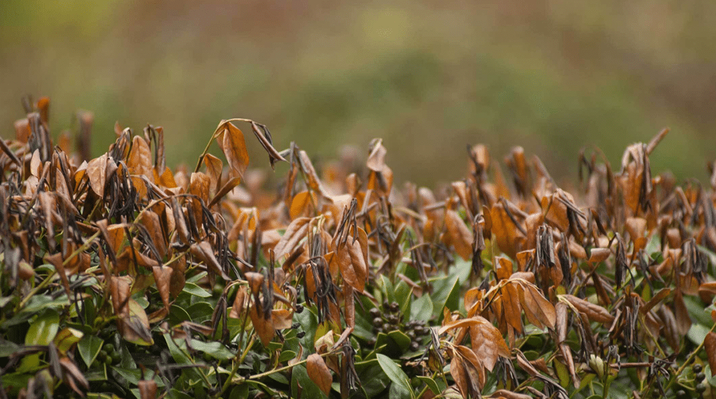 Plant with frost damage