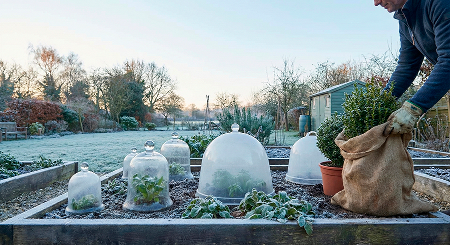 Winter frost in garden