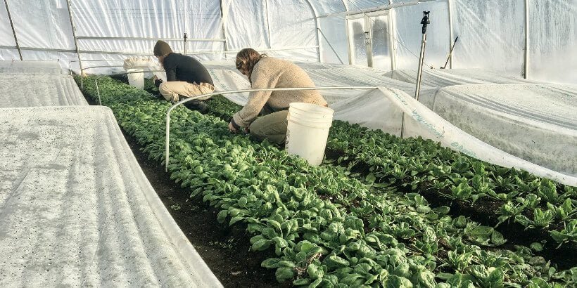 Winter Greenhouse Team