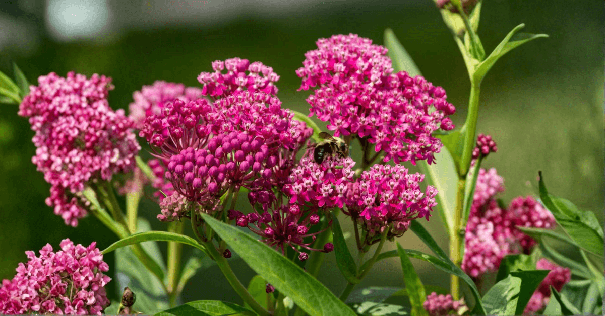Monarch butterfly on Common Milkweed