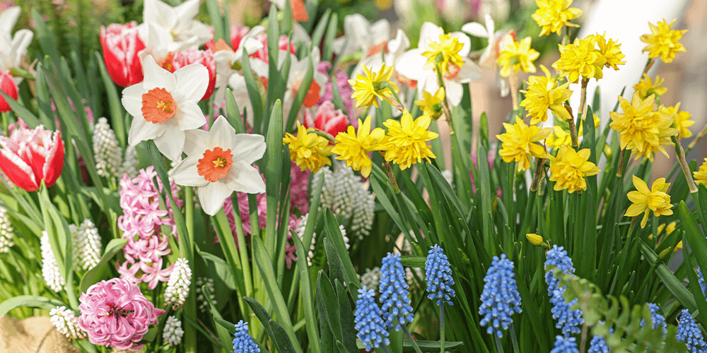 Spring bulbs field