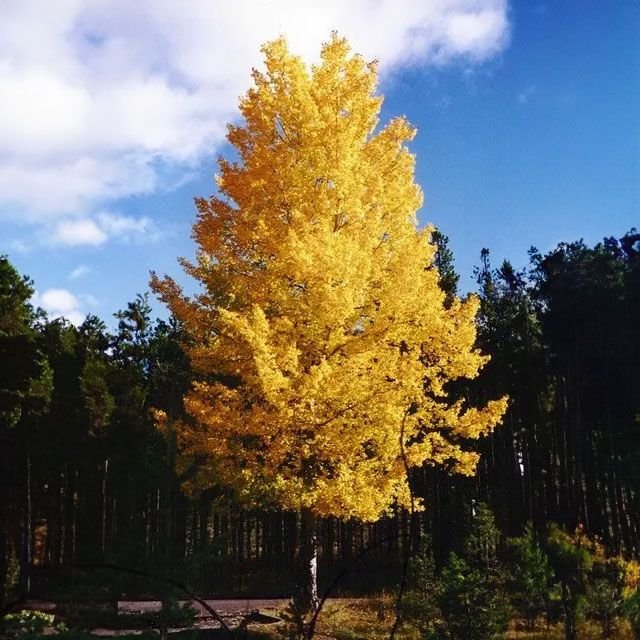 Quaking Aspen