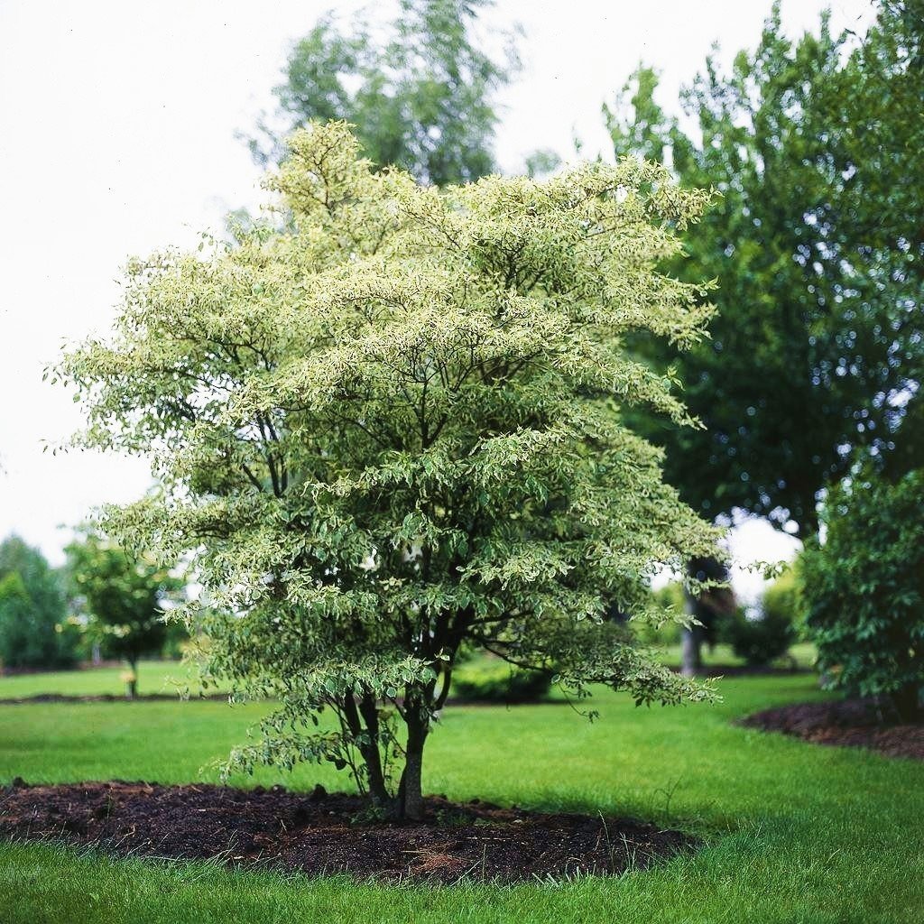 Pagoda Dogwood