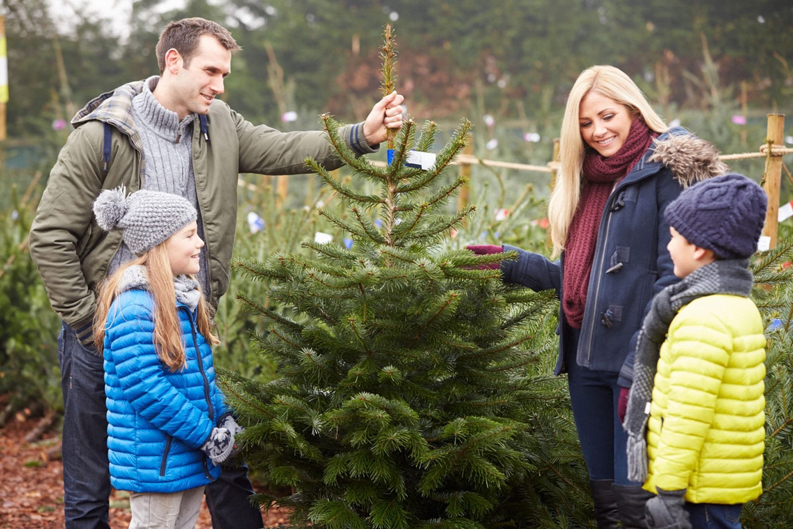 Family picking out a fresh Christmas tree at a local farm