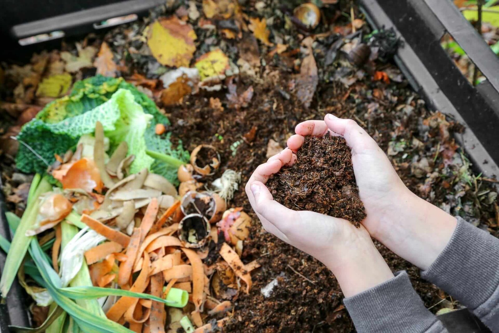 Organic Compost