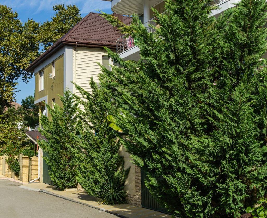 Row of tall evergreen trees providing privacy