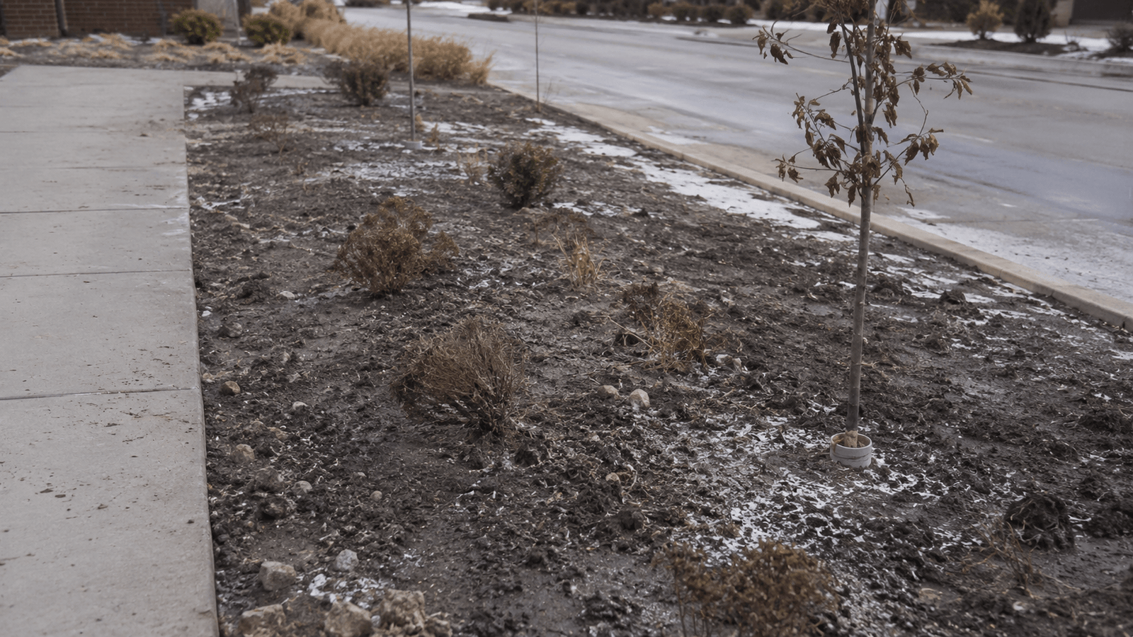 Compacted construction subsoil on an Illinois parkway install