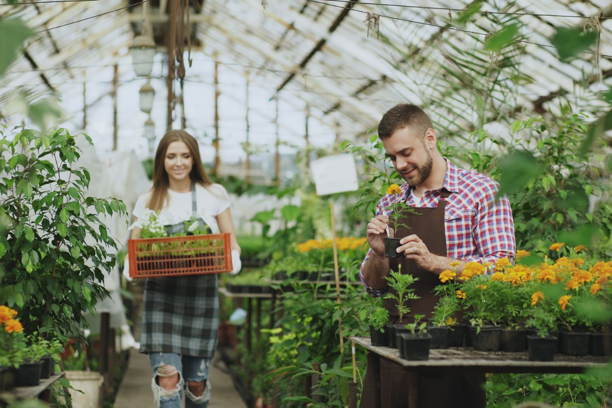 Nursery crew tending rows of potted plants inside a large greenhouse