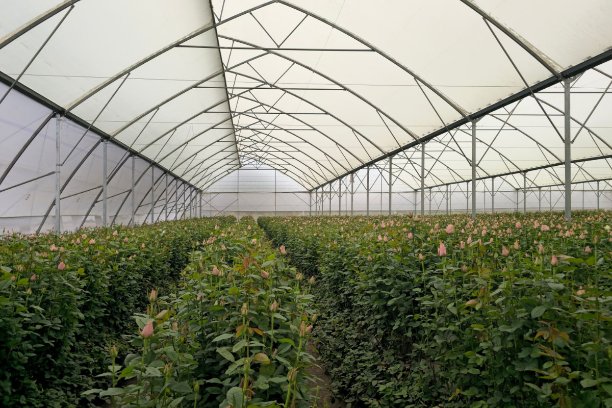 Long rows of flowering plants growing inside a commercial production greenhouse