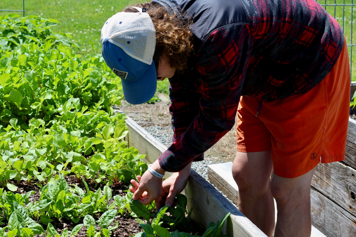 Raised garden beds planted with vegetables in a backyard
